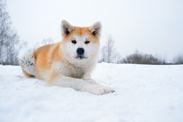 Akita inu dog lying on snow, winter natural background. portrait of cute red Japanese dog, looking in camera, relax outdoor in winter day. happy pet life, care of domestic animal concept
