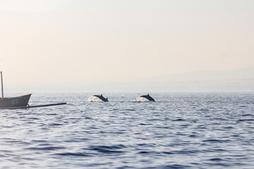 Obraz premium Dolphins Dancing at Sunrise in Bali