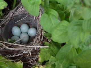 robin eggs