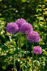 onion flowers in the garden