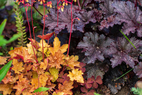 Heuchera plants in the garden
