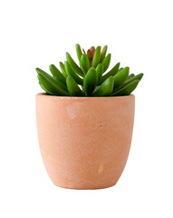 Succulent plant in terracotta pot png