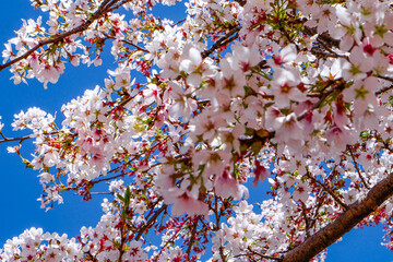 Yulong national park, Blue Moon Valley and green, emerald Lake and Jade Dragon Snow Mountain Peak 