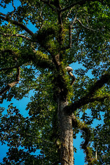 Climbing squirrel amidst lush foliage forest canopy nature photography bright day upward view wildlife exploration
