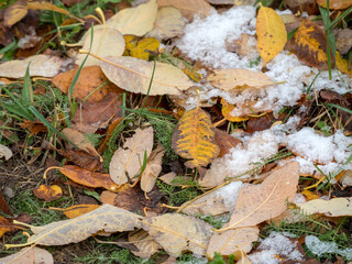 fallen autumn leaves on the ground with snow