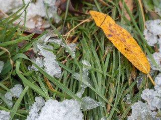 autumn leaves on the ground