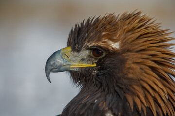 
The Central Asian golden eagle is one of the largest representatives of its species.