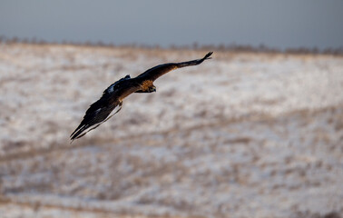 
The Central Asian golden eagle is one of the largest representatives of its species.