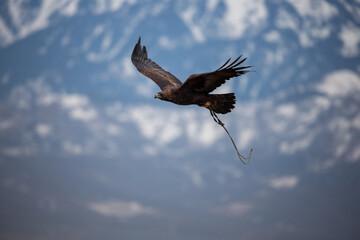 
The Central Asian golden eagle is one of the largest representatives of its species.