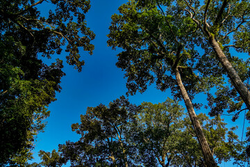 Exploring towering trees in lush forests nature photography vibrant blue sky aerial view serenity and beauty of nature