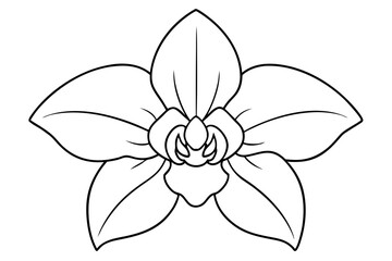 Fototapeta premium A simple Evening Orchid line art vector white background