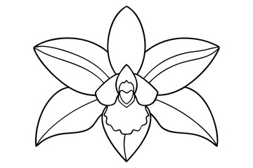 A simple Evening Orchid line art vector white background