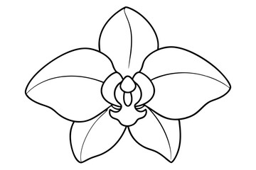 A simple Evening Orchid line art vector white background
