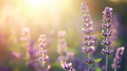 Obraz premium Lavender Blossoms in a Field with Sunlight