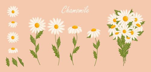Chamomile flowers set. Floral plants with white petals. Botanical vector illustration on isolated background.
