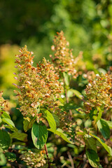 hydrangea  flowers in the garden