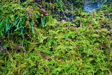苔に覆われた岩