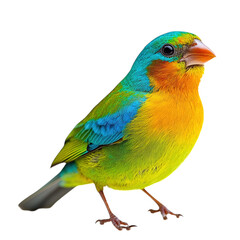 Obraz premium bird of paradise