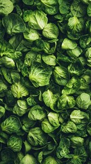Obraz premium realistic pattern full of a lot of cabbage, studio editorial photo, cute tails