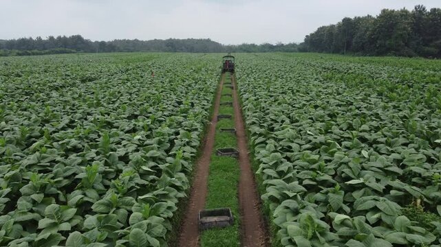 Cultivo de tabaco