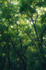 Fototapeta premium Sunlight in forest