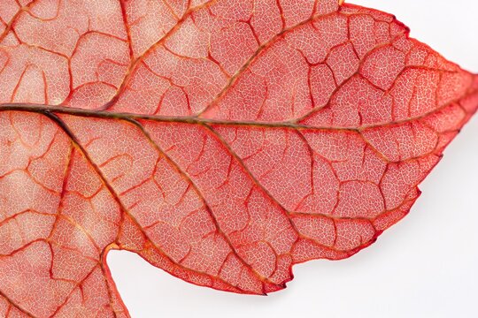 red leaf texture