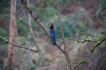 Blue jay perched in forest