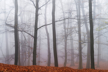 Scenery from the Little Carpathians during late autumn, when most of the leaves had already fallen from the trees