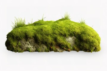 Fototapeta premium Green moss with grass isolated on white background 