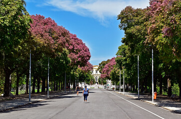 Tree-lined avenue on Quinta da Boa Vista, public park in Rio de Janeiro, Brazil