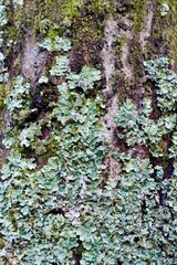 樹皮に生える葉状地衣類と苔