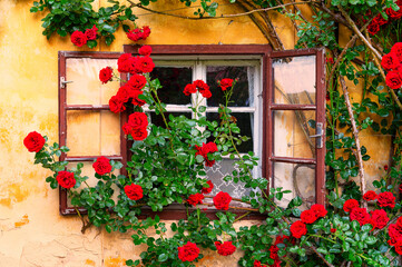 A window on an old farm building beautifully overgrown with rose hips