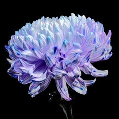 Violet and White Chrysanthemum with Water Droplets on black background