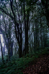 Fototapeta premium Mysterious foggy forest scene enchanted woodlands nature photography misty atmosphere quiet serenity enchantment of wilderness