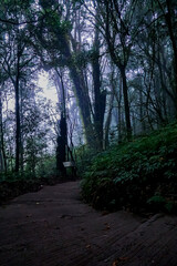 Obraz premium Mysterious forest path enigmatic wilderness photograph foggy environment ground level view nature exploration