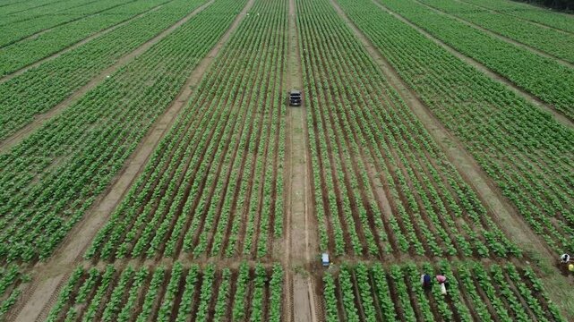 Carro en plantaci&oacute;n de tabaco
