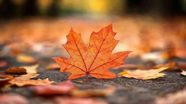 Single orange maple leaf on asphalt path.