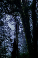 Mysterious foggy forest enchanted wilderness nature photography twilight scene atmospheric view tranquil vibes for nature lovers