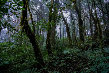 Misty forest exploration lush green wilderness nature photography serene environment low angle view tranquility in nature