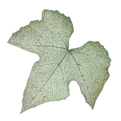 green grape leaf isolated from the background