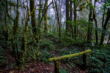 Exploring the lush forest trail mountain region nature photography misty environment ground level perspective biodiversity concept