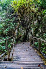 Exploring nature's serenity wooden pathway through lush forest ecuador landscape photography tranquil environment ground level view