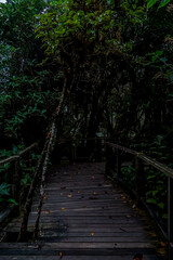 Obraz premium Exploring a serene wooden pathway through a lush jungle nature photography tranquil environment scenic view adventure concept