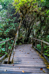 Exploring a misty forest path cloud forest nature photography serene environment ground level tranquility and discovery