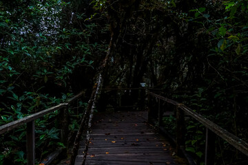 Obraz premium Exploration of a serene wooden path through dense wilderness nature photography tropical forest mystical atmosphere close-up viewpoint
