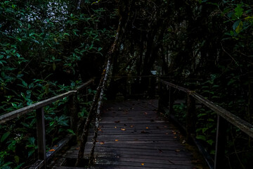 Obraz premium Serene forest pathway lush green jungle scenic view tranquil environment nature exploration concept