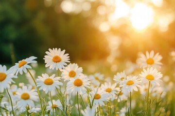 Sunset over field of daisies