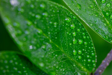 natural green leaves and water drop using background cover page environment ecology wallpaper