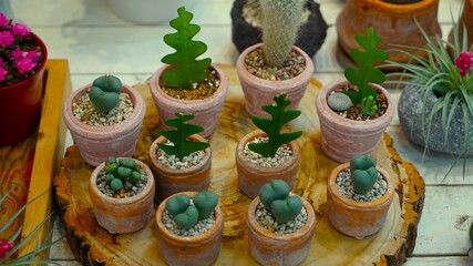 Small flower pots in a flower shop