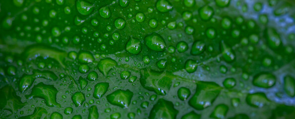 natural green leaves and water drop using background cover page environment ecology wallpaper